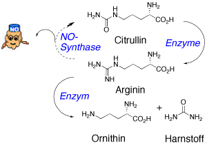 Citrullin-Zyklus